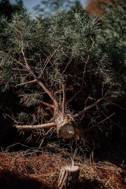 Land Clearing Services Overview