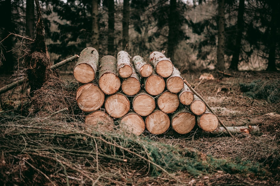 Choosing an Arborist in Albury